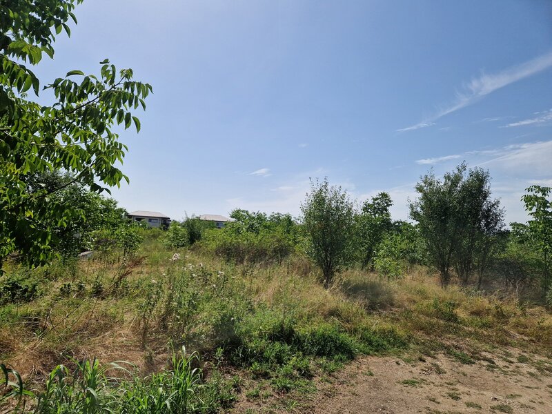 Domnesti, Ciutaci.