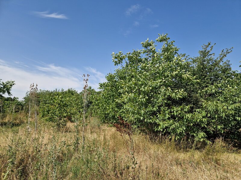 Domnesti, Ciutaci.