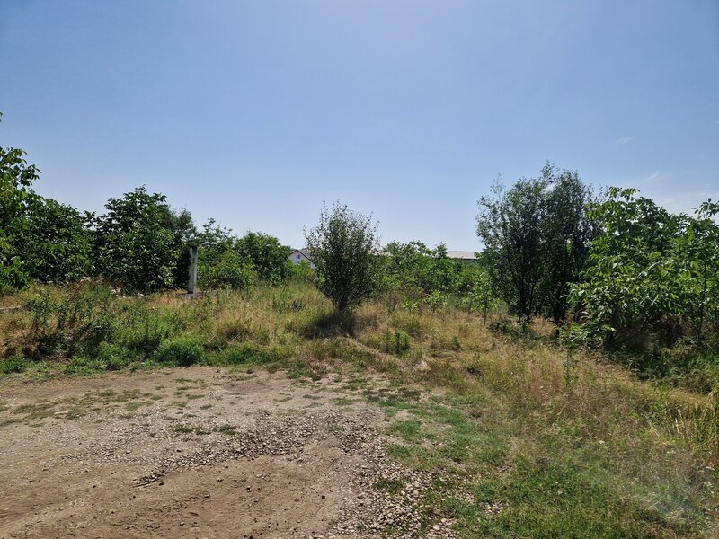 Domnesti, Ciutaci.