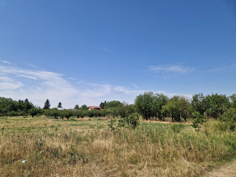 Domnesti, Ciutaci.